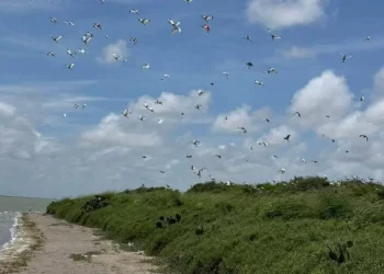Autoridades piden no asistir durante siete días a Playa Bagdad por gripe aviar