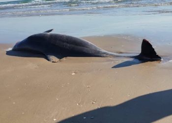 Hallan delfines muertos y restos de basura espacial en Playa Bagdad