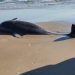 Hallan delfines muertos y restos de basura espacial en Playa Bagdad