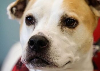 Prohíben venta de animales domésticos en carreteras de Hidalgo County