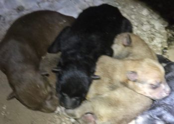 Avanza Gobierno de Reynosa en protección a la calidad de vida de los animales