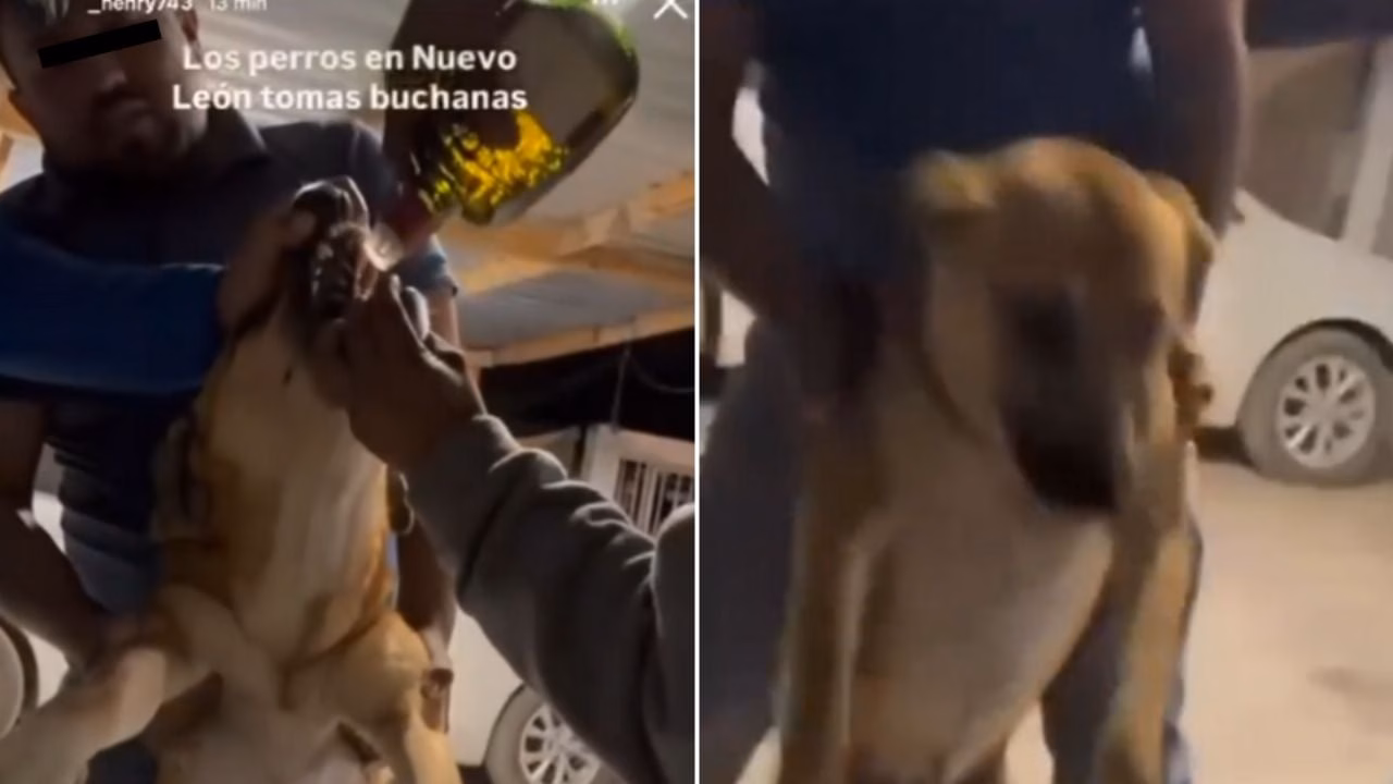 Indignación en Nuevo León por video donde obligan a perrito a beber whiskey