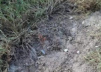 Descubren fosa clandestina con restos humanos en Reynosa