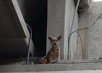 Escribieron Gobierno de Reynosa y ciudadanos una historia de amor y compasión