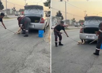 Hallan pitón de más de dos metros escondida en un auto en Zuazua