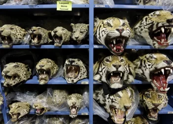 Tráfico global de tigres se agrava con nueve decomisos mensuales