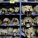 Tráfico global de tigres se agrava con nueve decomisos mensuales