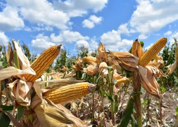 Nuevas estrategias productivas impulsan el desarrollo rural en Tamaulipas