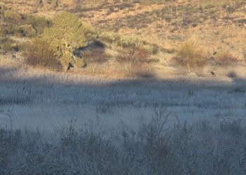 Primeras heladas pintan de blanco el sur de Nuevo León