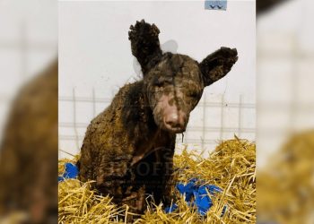 Emotivo avance en la recuperación de la osita “Mina”