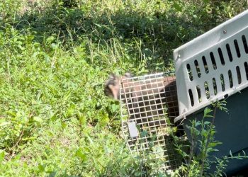 Devuelve Comisión de Parques fauna silvestre a la naturaleza