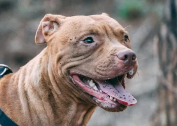 Mujer es hospitalizada tras ataque de pitbull en San Juan