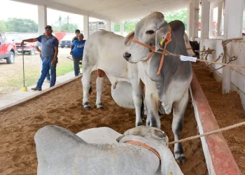 Aumentan robos de ganado en Tamaulipas; cuatreros sacrifican animales en los corrales