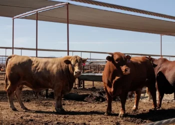 NL confirma su tercer caso de gusano barrenador en 2025