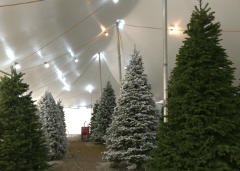 Granja en Donna ofrece árboles de Navidad gratuitos a familias necesitadas