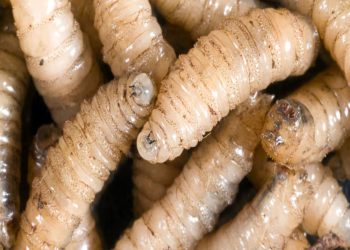 Alerta en Texas por ocho nuevos casos de gusano barrenador en Tamaulipas