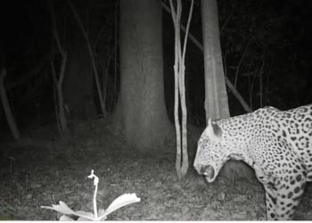 Promueve Gobierno de Tamaulipas programas de conservación de fauna