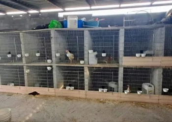Fiscalía cateó inmueble en Monterrey y aseguró pirotecnia, droga y aves