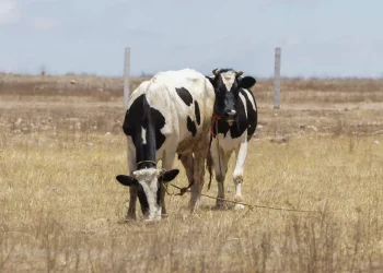 Aumentan robos de ganado en San Fernando