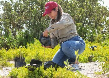 Reforesta SEDUMA litoral para cuidar comunidades y biodiversidad