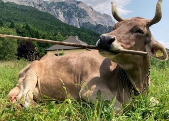 La vaca Veronika asombra a la ciencia al usar herramientas