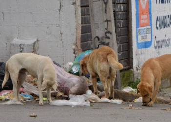 Rescatistas de Reynosa alertan por crisis de abandono animal