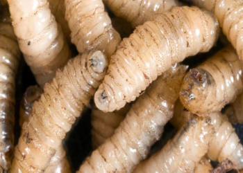 Combate frontal al gusano barrenador: Tamaulipas refuerza la sanidad pecuaria