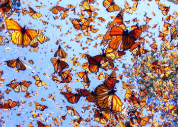 Vuelven a ser las reinas: Presencia de la mariposa monarca aumenta 64%