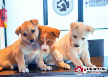 Gobierno de Reynosa celebra el Día de los Cachorros con servicios de salud en el Hospital Veterinario Municipal