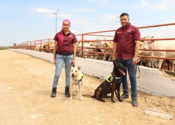 Avanza Tamaulipas en control del gusano barrenador con apoyo de binomios caninos