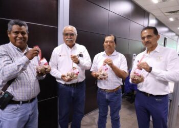 Productores tamaulipecos logran vender al 100% primera cosecha de ostión