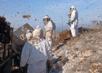 Emergencia en Nuevo León por escape masivo de abejas tras volcadura