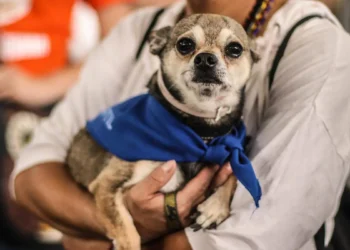 Alarma en Campeche: Casos de gusano barrenador en perros suben un 7,650%