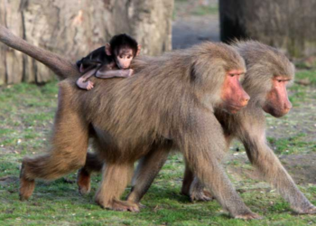 Alarma en Nuevo León: Babuinos, tigres y jirafas invaden las zonas urbanas