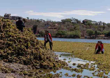 Plaga en Nuevo León