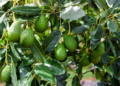 Aranceles: “Un balazo en el pie”