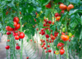 El tomate de a 8 dólares la libra
