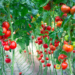 El tomate de a 8 dólares la libra