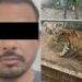 Detienen en Nuevo León a presunto líder del Cártel del Noroeste vinculado al huachicol