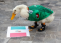 El pato “Merlín” conquista la Copa del Mundo
