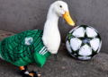 El ‘pato mundialista’ Merlín asiste a la ‘mañanera’