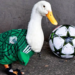 El ‘pato mundialista’ Merlín asiste a la ‘mañanera’