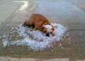 Cuida a tus mascotas del calor
