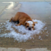 Cuida a tus mascotas del calor