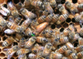 No mates a las abejas