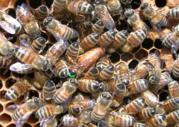 No mates a las abejas
