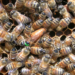 No mates a las abejas