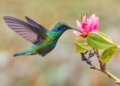 Los colibríes y su cuidado