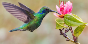 Los colibríes y su cuidado