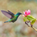 Los colibríes y su cuidado